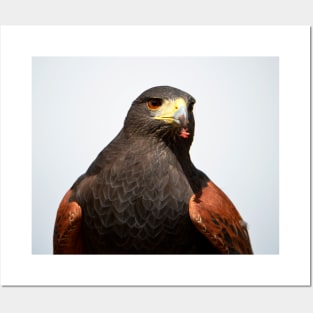 Harris Hawk Posters and Art